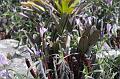 36 Chapada plants